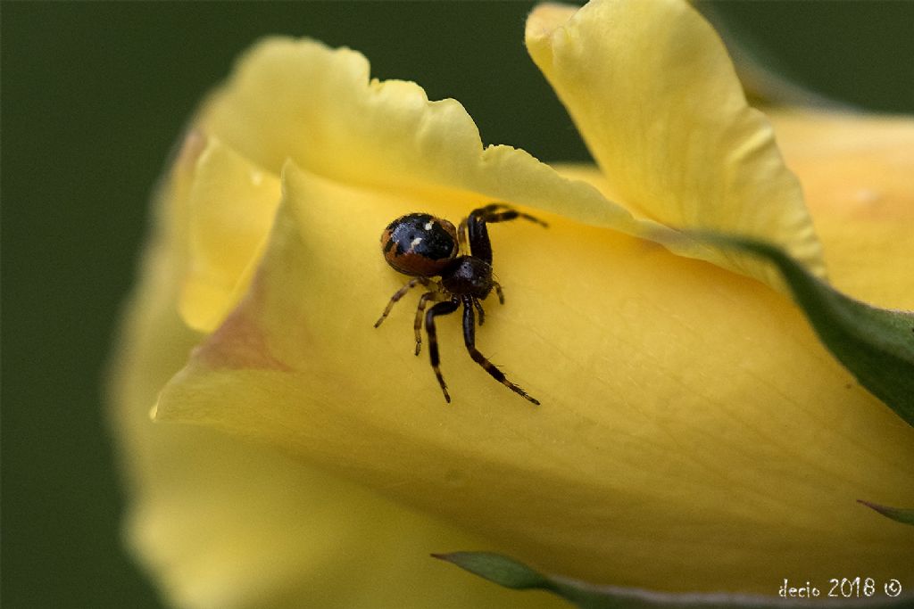 Synema globosus - Figline Valdarno (FI)